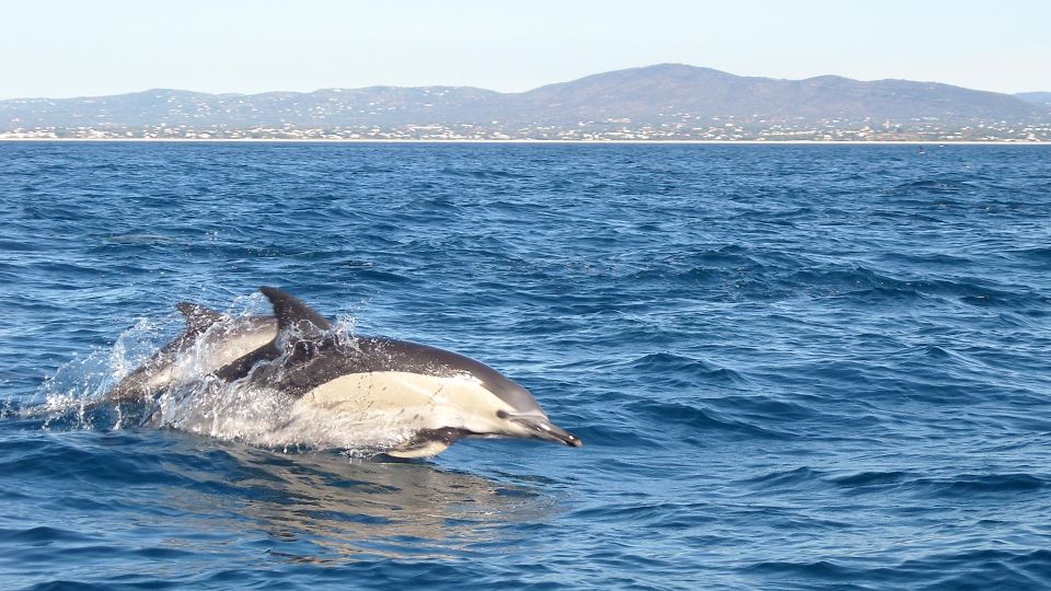Olhão: Dolphin Observation - Experience Highlights