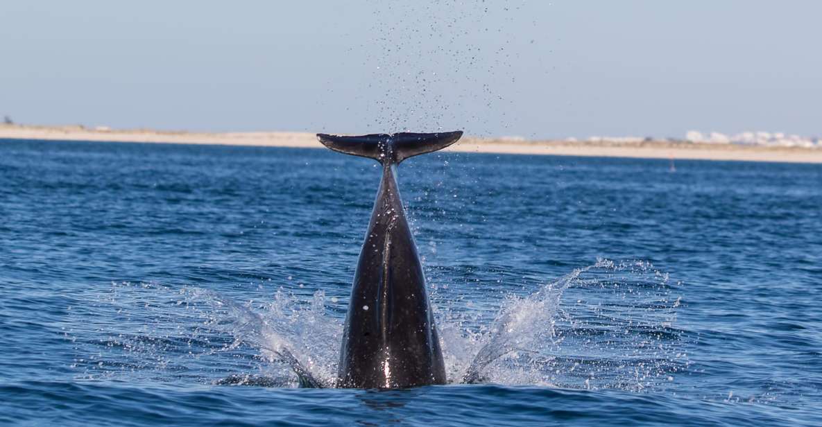Olhão: Dolphin Observation - Directions