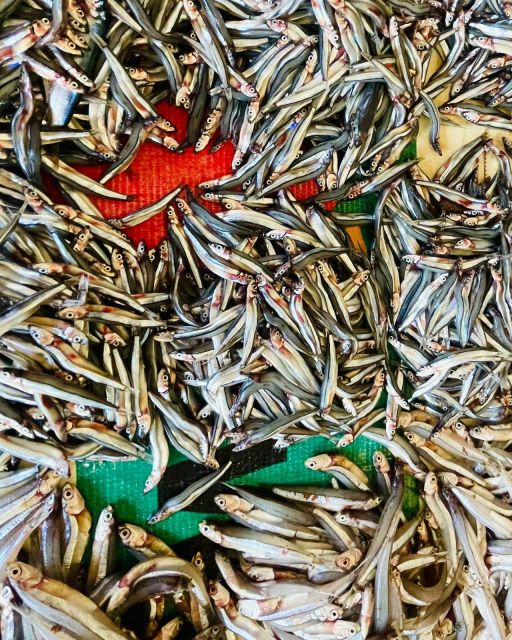 Olhão Fish Market & Food Tour - Frequently Asked Questions