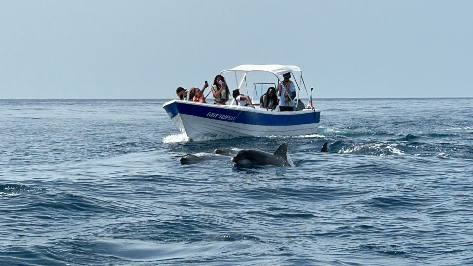 Olhão - Safari Watching Dolphins and Other Species - Key Points