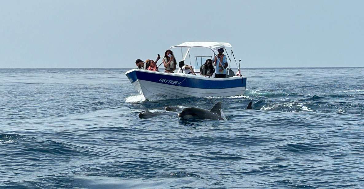 Olhão - Safari Watching Dolphins and Other Species - Experience Description