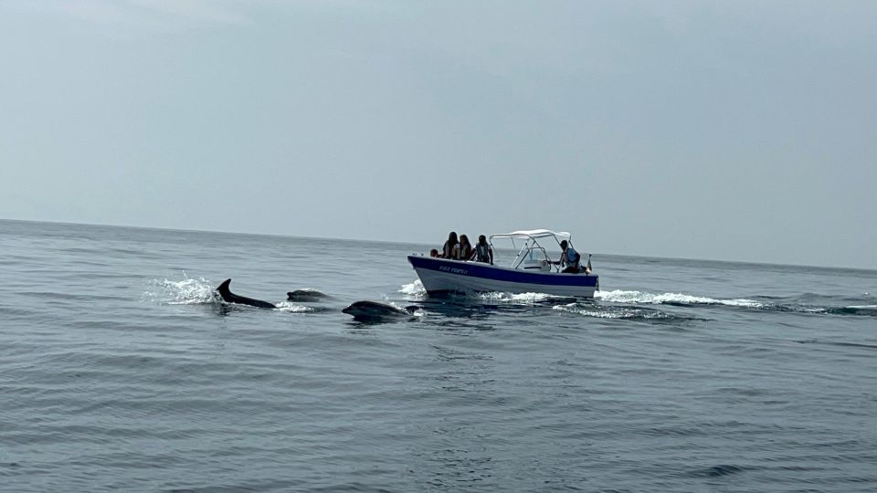 Olhão - Safari Watching Dolphins and Other Species - Frequently Asked Questions