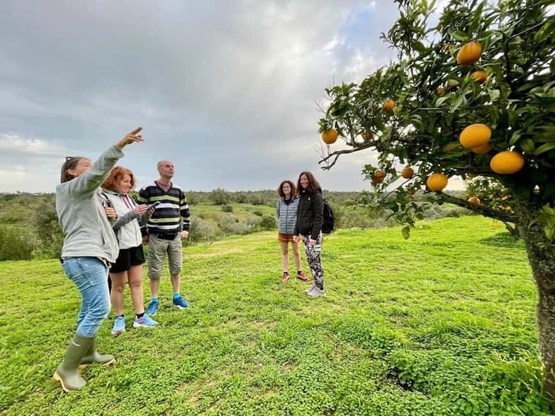 Olhao: Visit to an orange grove, and Silves, orange capital - The Practicalities and Value