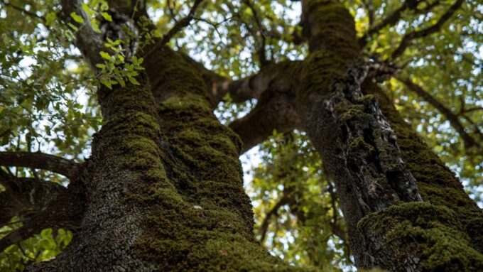 Oliena: the Nurre De Su Hoda Cave Hiking - Frequently Asked Questions
