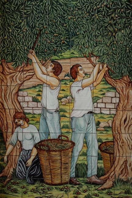 Olive grove walk and Tasting - Tasting Regional Products—A Genuine Flavor of Sicily