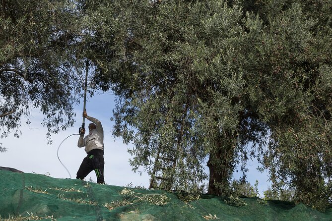 Olive Harvest, Visit to the Oil Mill and Typical Lunch - Meeting and Pickup Details