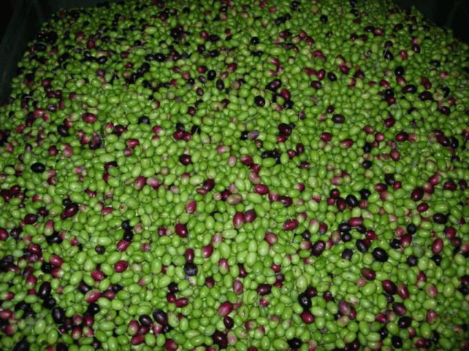 Olive Mill Tour and Tasting in the Padua Hills - Frequently Asked Questions