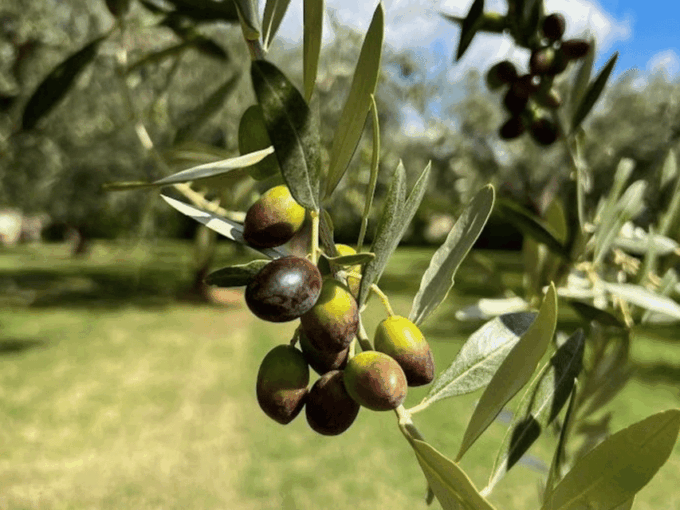 Olive Mill Tour and Tasting in the Verona Countryside - Guided Tour of the Olive Oil Mill