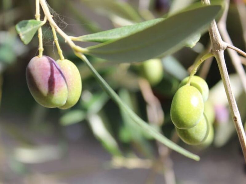 Olive Mill Tour With Oil and Food Tastings Near Pisa - Booking and Cancellation