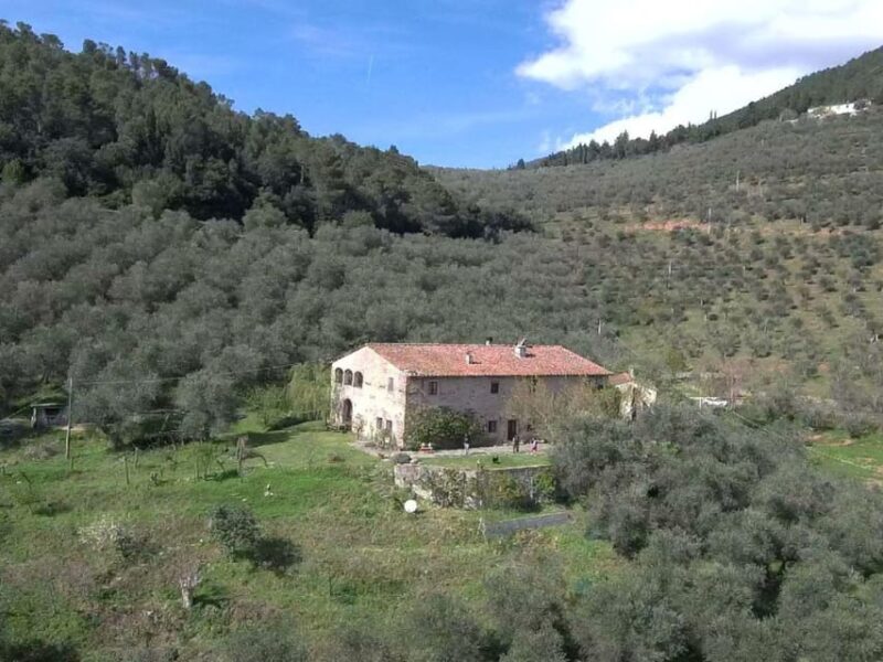 Olive Mill Tour With Oil and Food Tastings Near Pisa - Itinerary Highlights