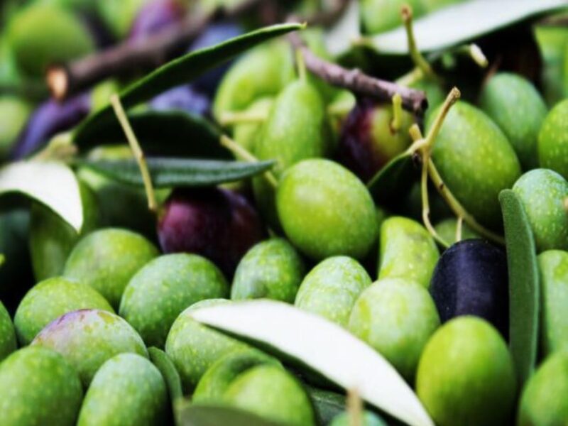 Olive Mill Tour With Oil and Food Tastings Near Pisa - Important Information