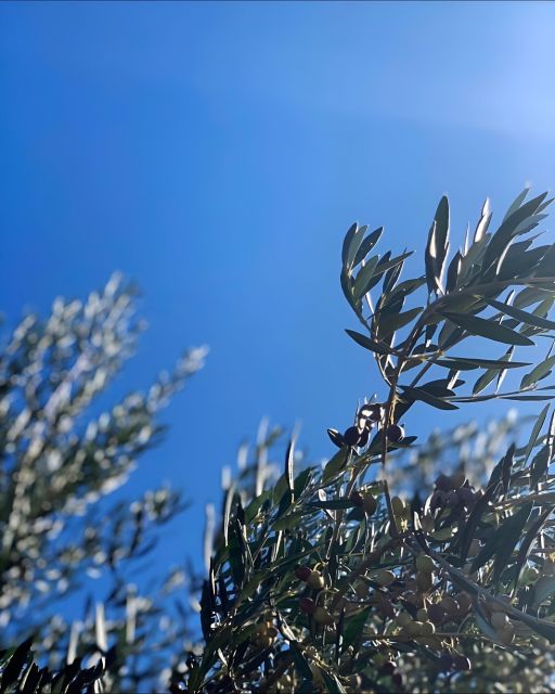 Olive Oil, Cheese, and Wine Tasting With Local Expert - Walk Through Olive Groves