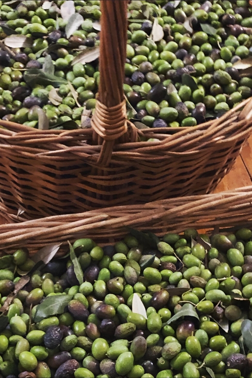 Olive Oil, Cheese, and Wine Tasting With Local Expert - Paired With Locally Made Cheeses