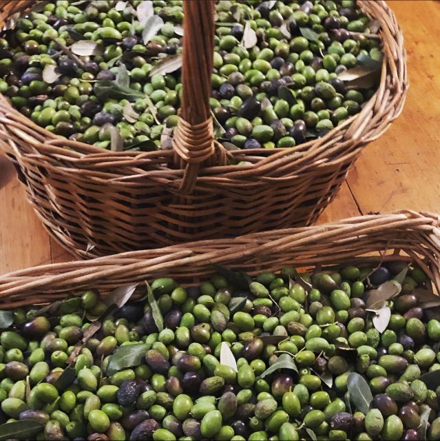 Olive Oil, Cheese, and Wine Tasting With Local Expert - Industrial Vs. Artisanal Cheese Production