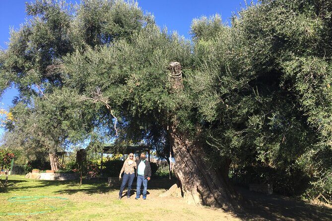 Olive Oil Private Full-Day Tour with Tasting in Valencia - Frequently Asked Questions