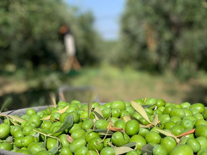 Olive Oil Tasting and Olive Grove Walking Tour - Experience Highlights