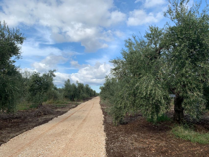 Olive Oil Tasting and Olive Grove Walking Tour - Meeting and Directions