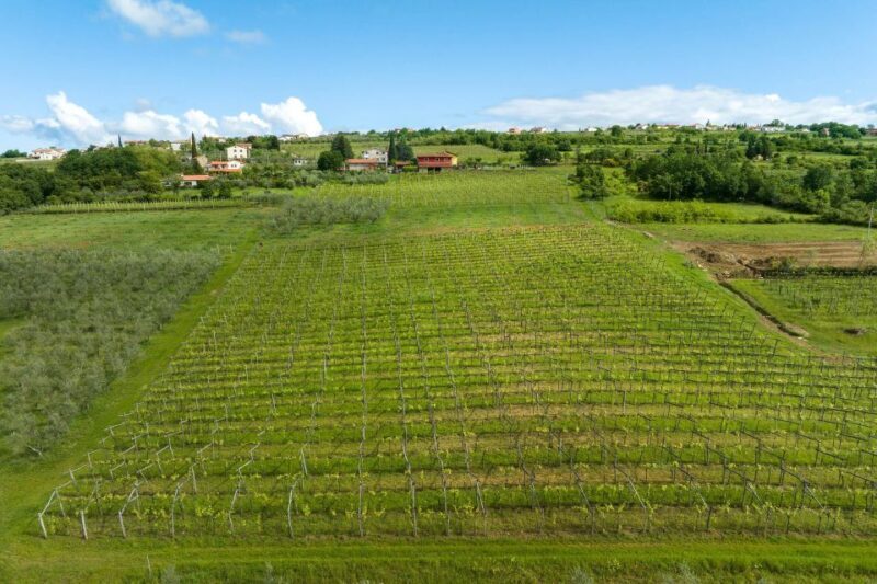 Olive Oil Tasting Experience a Journey of Flavors and Aromas - Value and Practicality