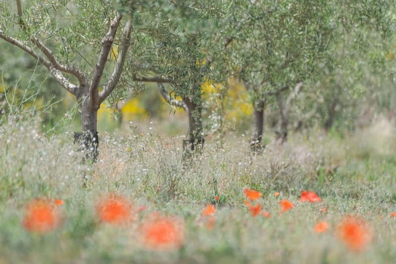 Olive Oil Tasting Experience in Nicolosi - Exploring the Niccolosi Olive Oil Tasting Experience