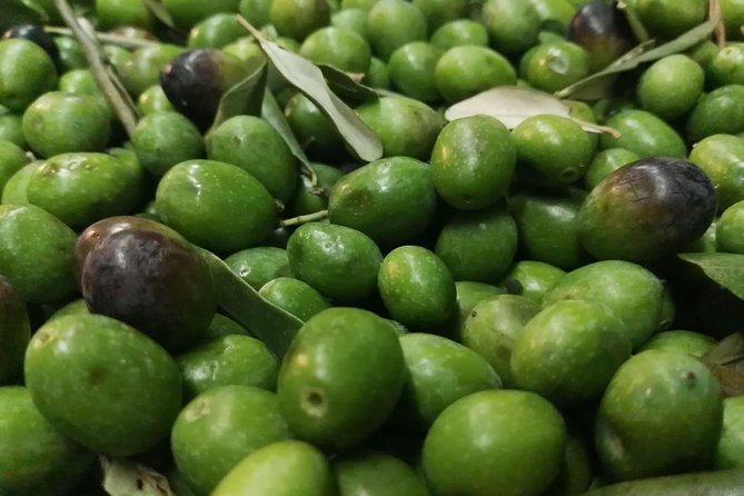 Olive Oil Tasting in Abruzzo - Cheese-making Expertise