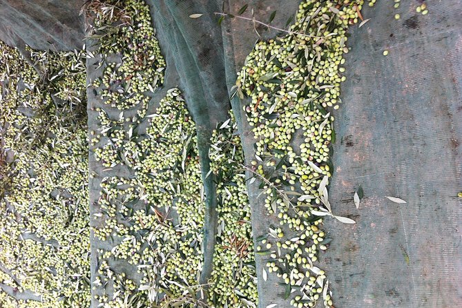 Olive Oil Tasting Tour - Olive Farming and Production