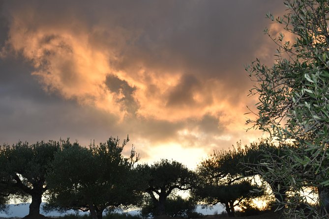 Olive Oil Tasting Tour - Accessibility and Accommodations