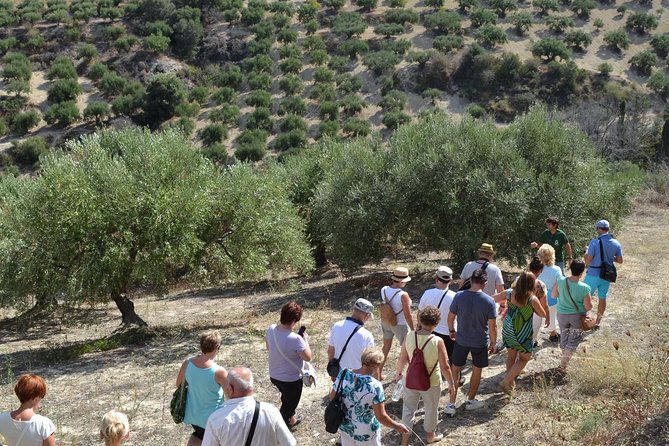 Olive Oil Tasting Tour - Private Tour Experience