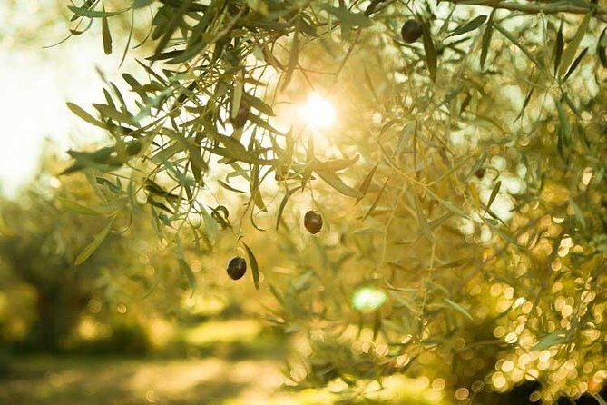 Olive Oil Tour close to Nafplio - Exploring the Olive Oil Tour near Nafplio: A Practical Guide for Curious Travelers