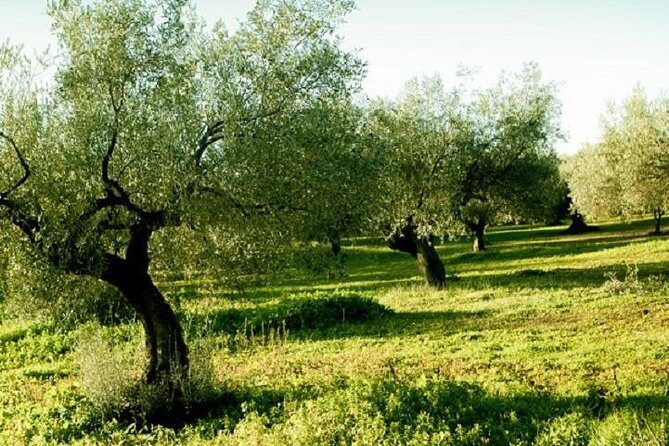 Olive Oil Tour close to Nafplio - The Itinerary Breakdown: What to Expect from Start to Finish