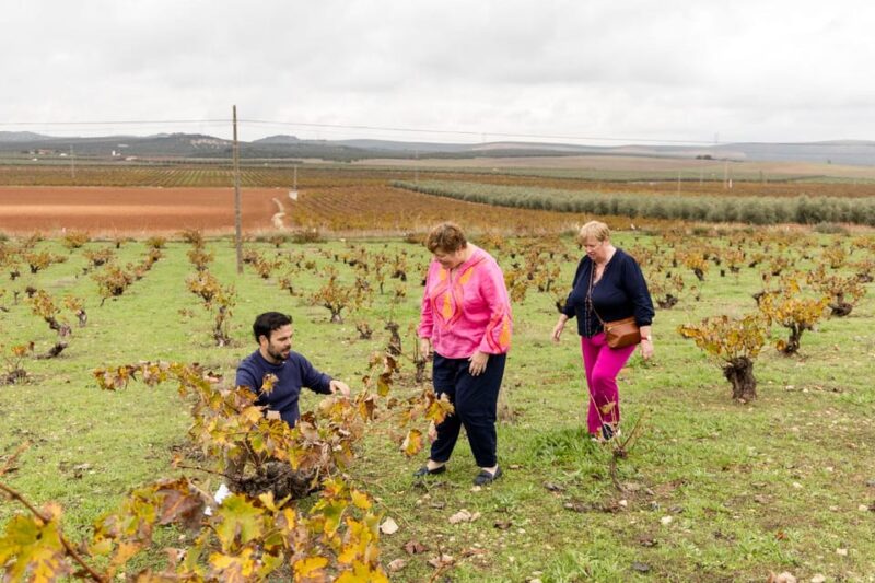 OLIVE OIL & WINE TOUR Organic Fields - 5 WINEs + 3OLIVE OILs - Inside the Cooperative