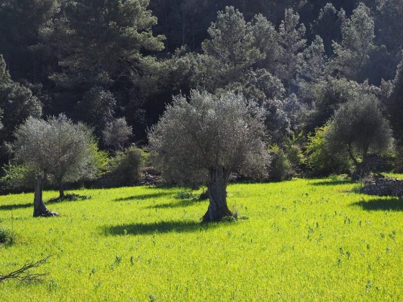 Olive Oil & Wine Trip Tasting With Pickup (7 Hours) - Final Thoughts