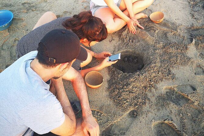 Olive Ridley Turtle Release Experience - A Detailed Look at the Olive Ridley Turtle Release Experience