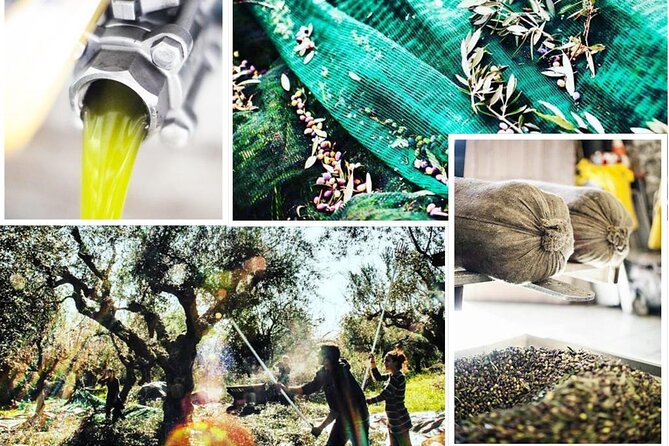 Olive Tour & Tasting - Accessibility Features
