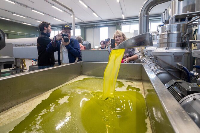 Olive Tree Tour, Visit Vallarella Oil Mill, Oil Tasting - What Travelers Are Saying