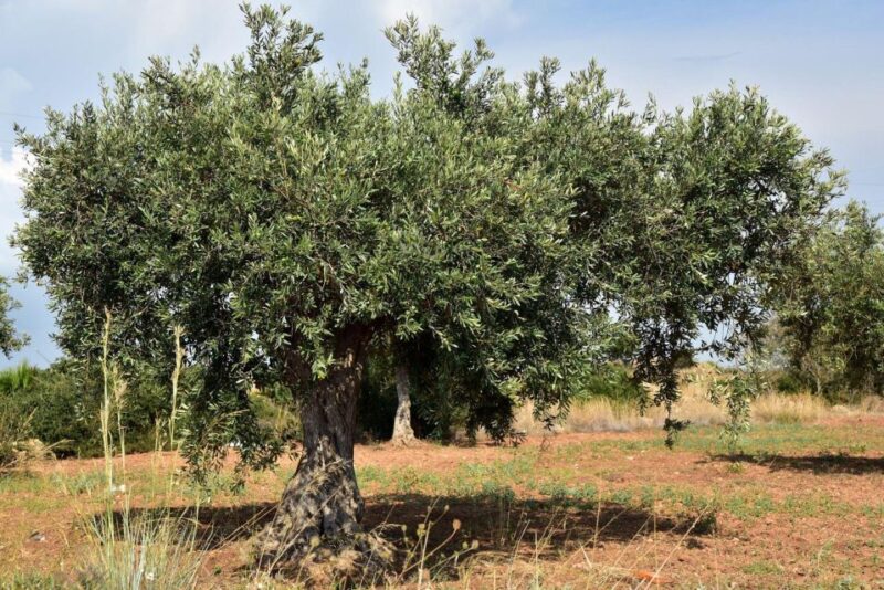 Olympia: Visit of Agricultural Farm and Free Time in Olympia - Itinerary Highlights