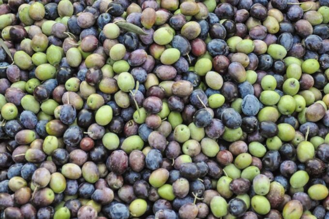 Olympia: Visit of Agricultural Farm and Free Time in Olympia - Inclusions and Meeting Details