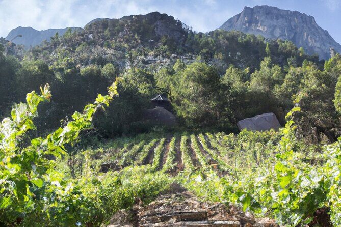 Olympia's Ancient Secrets & Wine Enchantment Tour - All Included - FAQs