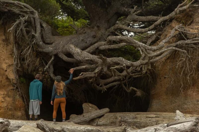 Olympic Full Day Private Tour & Hike - Key Points