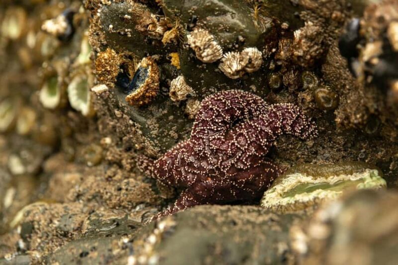 Olympic Full Day Small Group Tour & Hike - Practical Considerations