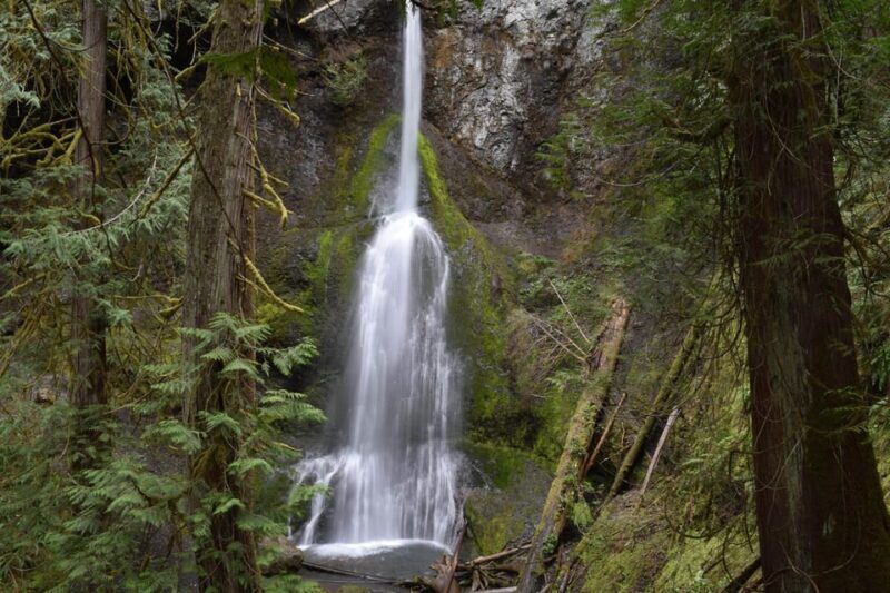 Olympic National Park: Half-Day Tour - Transportation & Group Dynamics
