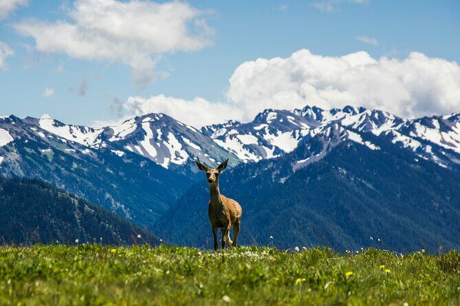 Olympic Two Day Private Tour and Hike - FAQ