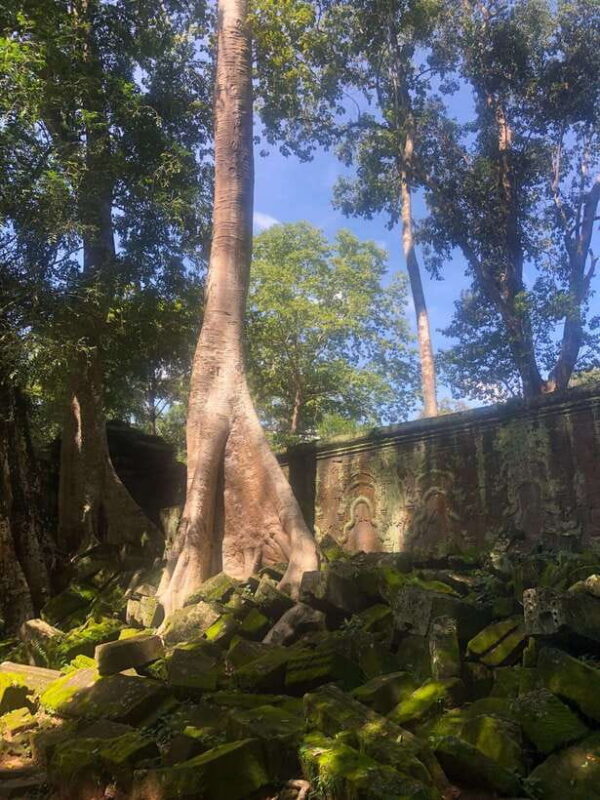 One Day Angkor Wat Bayon Ta Prohm from Siem Reap - Transportation and Practicalities  