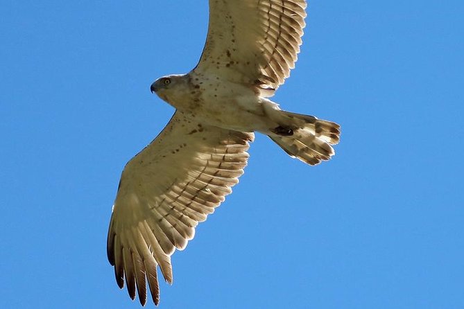 One-day Birding Around Sofia - Preparing for the Tour