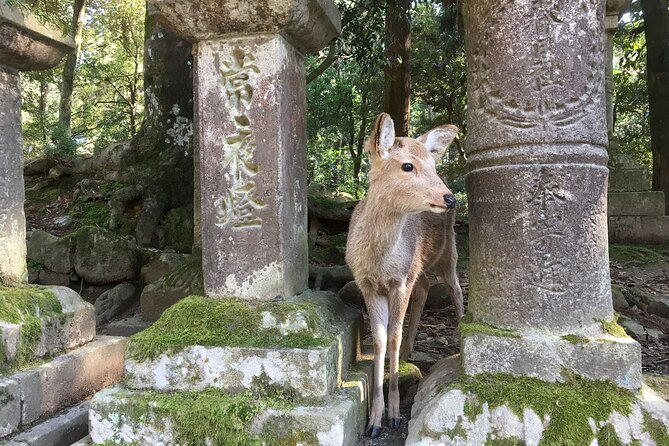 One Day Bleisure Private Tour in Kansai - Itinerary