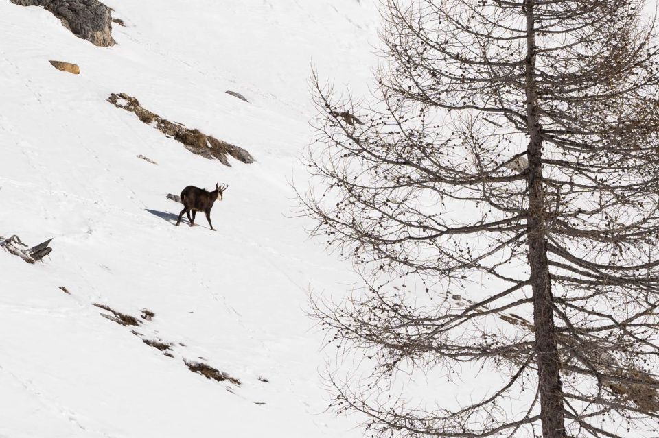 One Day Hike With Snowshoes to Discover Dolomites - Inclusions and Exclusions
