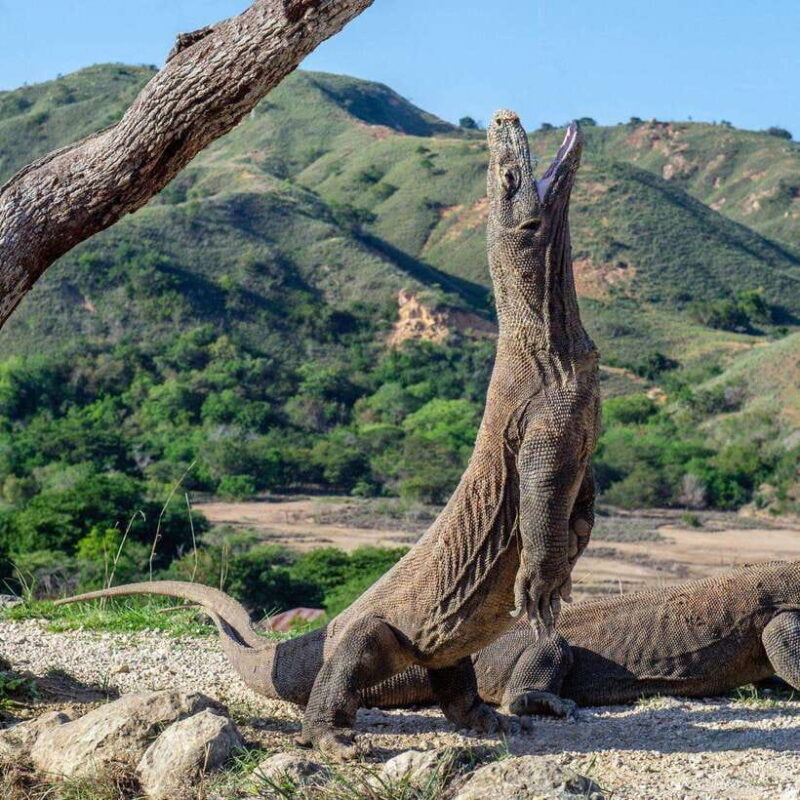One-Day Komodo Tour By Speedboat - An In-Depth Look at the Tour Experience