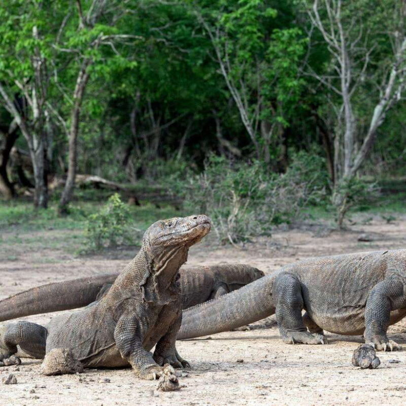 One-Day Komodo Tour By Speedboat - The Sum Up