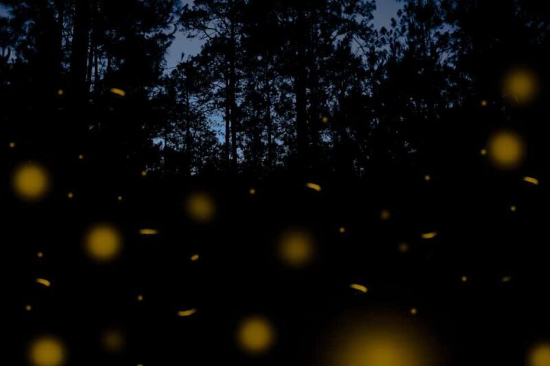 One day tour from Mexico City to Firefly Sanctuary - What To Know Before You Go