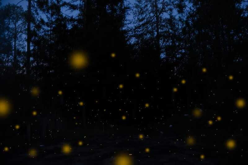 One day tour from Mexico City to Firefly Sanctuary - Who This Tour Is Best Suited For