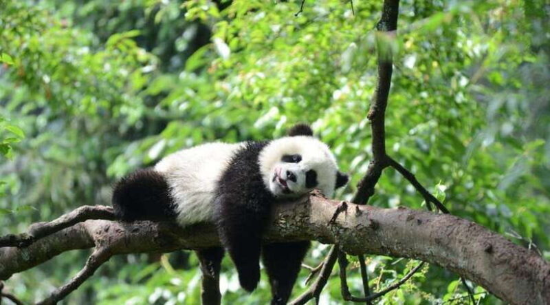 One-day tour of Panda Park and Leshan Giant Buddha - A Closer Look at the Tour Itinerary